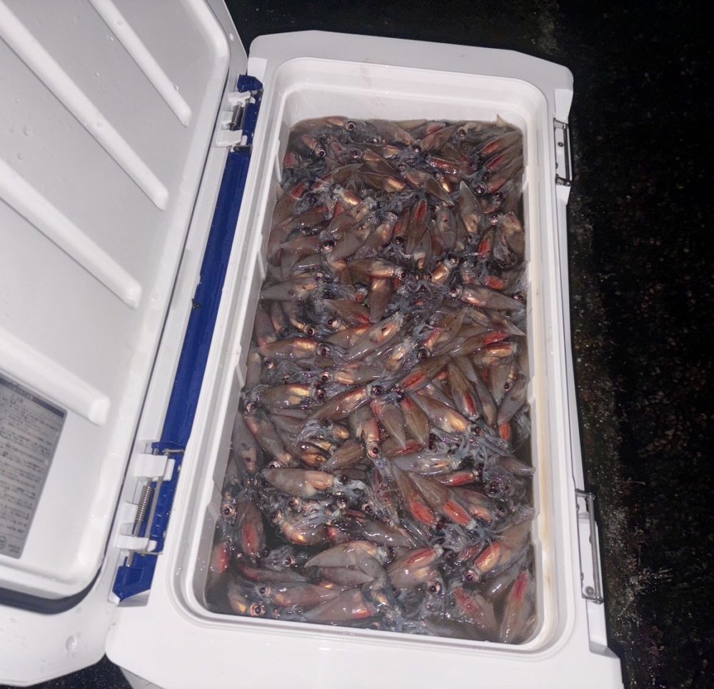 クーラーボックス一杯のホタルイカ