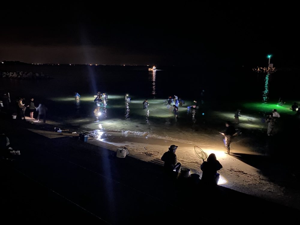 なんでホタルイカ…すぐきえてしまうん？