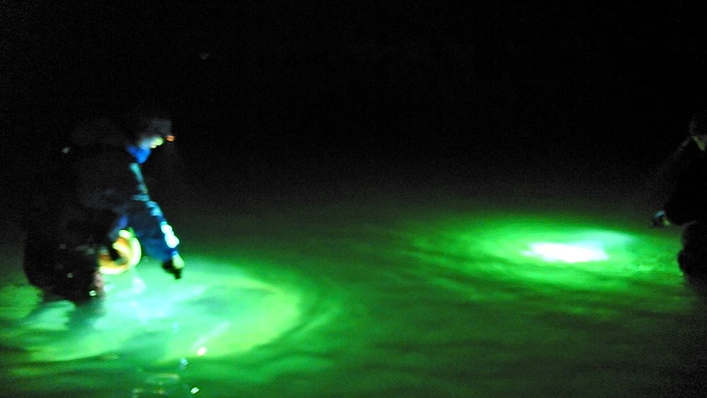 ホタルイカ掬い